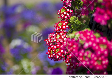 紅色的花正盛開。這朵紅色的花的名字叫巴爾貝納。 89270080