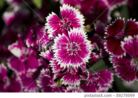 Telstar flowers are in bloom in the park. The scientific name is Dianthus. 89270099