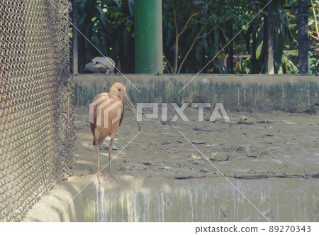 Scarlet Ibis (Eudocimus ruber) Juvenile long legs wading bird with ash brown feathers. Close up. Scarlet Ibis (Eudocimus ruber) Juvenile long legs wading bird with ash brown feathers. Close up. 89270343