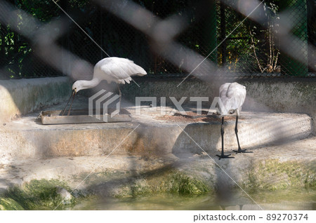 Snow White Spoonbill bird fishing near the pond. Animal Wildlife. Snow White Spoonbill bird fishing near the pond. Animal Wildlife. 89270374