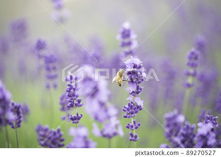 [Sakai City, Fukui Prefecture, June] Mikuni Lavender Farm, a bee invited by the fragrance of lavender 89270527