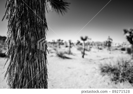 Selective focus on shaggy rough bark of a Joshua Tree with a desert background. Selective focus on shaggy rough bark of a Joshua Tree with a desert background. 89271528