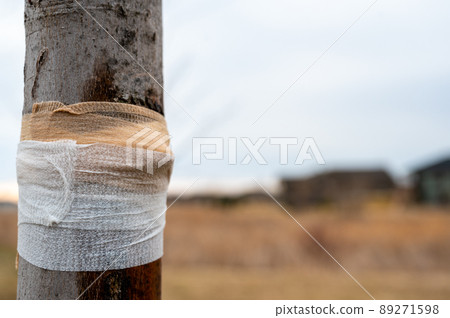 Damaged tree with sap weeping down the bark and a protective bandage wrap Damaged tree with sap weeping down the bark and a protective bandage wrap 89271598