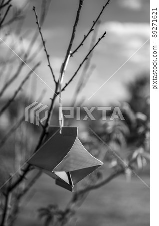 Fruit tree moth sticky trap with pheromone lure to monitor insect adult infestations Fruit tree moth sticky trap with pheromone lure to monitor insect adult infestations 89271621