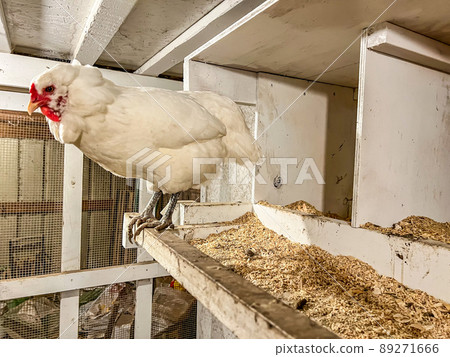 Layer chicken in a cage free coop for laying eggs. Layer chicken in a cage free coop for laying eggs. 89271666
