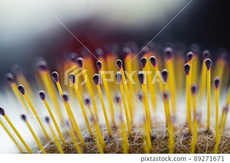 Selective focus on bristles of a hairbrush with tangled hair Selective focus on bristles of a hairbrush with tangled hair 89271671