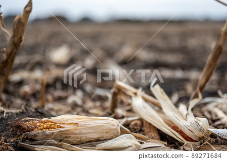 Corn cob missed during combining that was left in the field after harvesting. 89271684