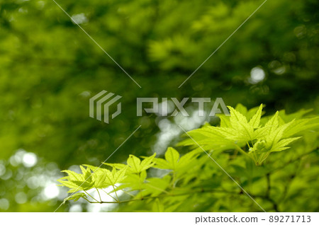 Fresh green season Fresh green season 89271713