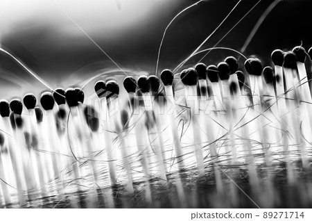 Selective focus on bristles of a hairbrush with tangled hair Selective focus on bristles of a hairbrush with tangled hair 89271714