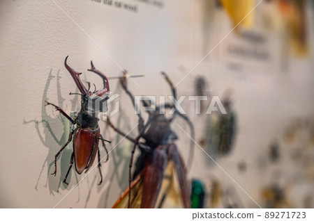 Pinned exotic species of coleoptera beetles in an insect collection Pinned exotic species of coleoptera beetles in an insect collection 89271723