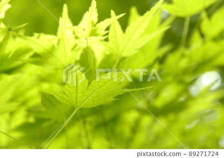 Fresh green season 89271724