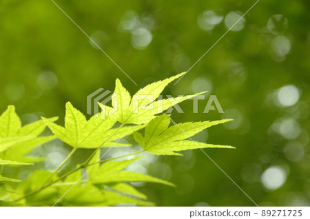 Fresh green season Fresh green season 89271725