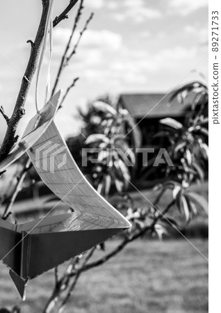 Fruit tree moth sticky trap with pheromone lure to monitor insect