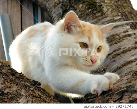Kitten who likes climbing trees Kitten who likes climbing trees 89271745