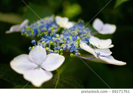 Hydrangea on rainy day Hydrangea on rainy day 89271761
