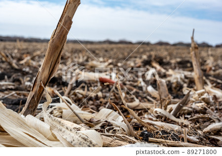 Corn field after harvest with strewn stover over disced soil. 89271800
