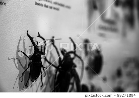 Pinned exotic species of coleoptera beetles in an insect collection 89271894