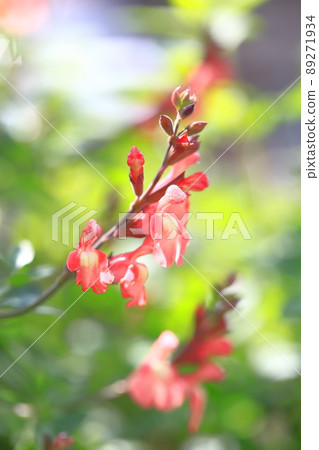 Orange salvia microphila (salvia yamensis) Orange salvia microphila (salvia yamensis) 89271934