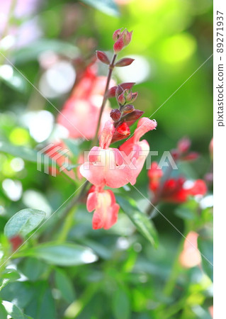 Orange salvia microphila (salvia yamensis) Orange salvia microphila (salvia yamensis) 89271937