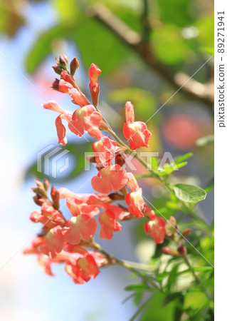 Orange salvia microphila (salvia yamensis) 89271941