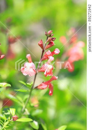 橙色鼠尾草 microphila (salvia yamensis) 橙色鼠尾草 microphila (salvia yamensis) 89271942