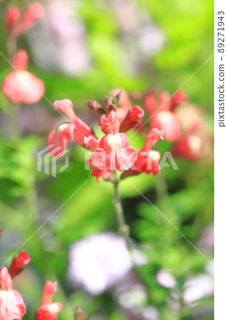 Orange salvia microphila (salvia yamensis) Orange salvia microphila (salvia yamensis) 89271943