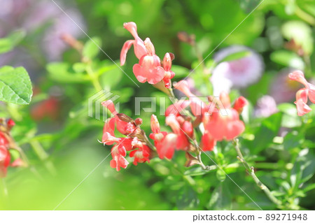 橙色鼠尾草 microphila (salvia yamensis) 89271948