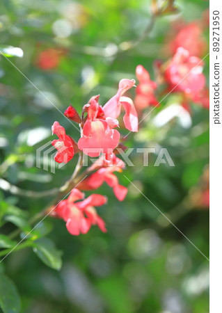 橙色鼠尾草 microphila (salvia yamensis) 橙色鼠尾草 microphila (salvia yamensis) 89271950
