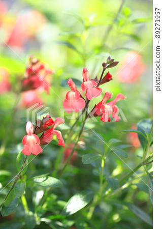 橙色鼠尾草 microphila (salvia yamensis) 89271957