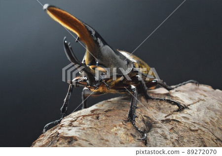 Hercules beetle Hercules Hercules on a tree with a black background Hercules beetle Hercules Hercules on a tree with a black background 89272070