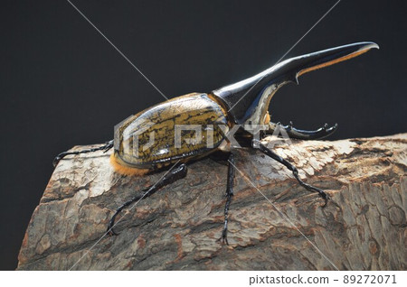 Hercules beetle Hercules Hercules on a tree with a black background 89272071