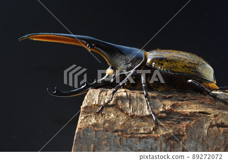 Hercules beetle Hercules Hercules on a tree with a black background 89272072