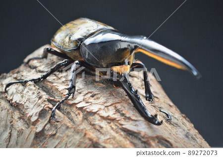 Hercules beetle Hercules Hercules on a tree with a black background 89272073