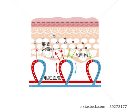 Sectional view of skin Sectional view of skin 89272177