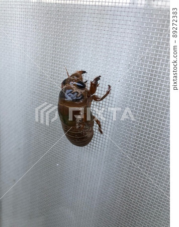 觀察蟬的出現 3 觀察蟬的出現 3 89272383