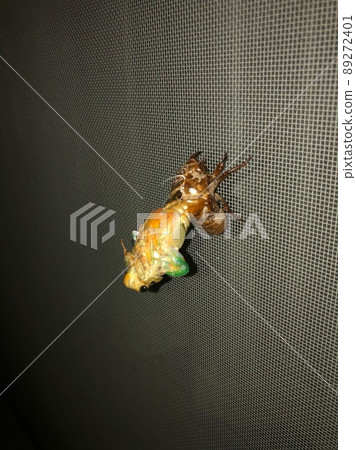 觀察蟬的出現 14 89272401