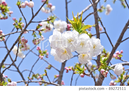 樹木：櫻花八重櫻花品種，四郎妙，埼玉枝，薄荷，埼玉枝 89272511