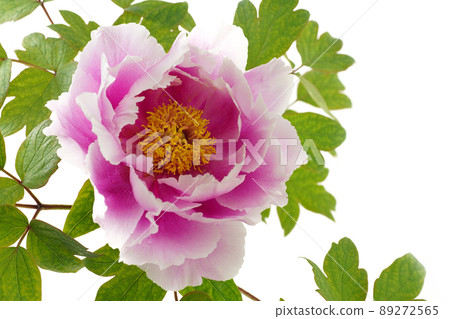 Peony Flower Island Wisteria Peony Flower Island Wisteria 89272565
