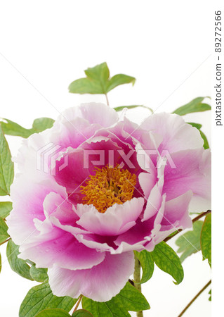 Peony Flower Island Wisteria Peony Flower Island Wisteria 89272566