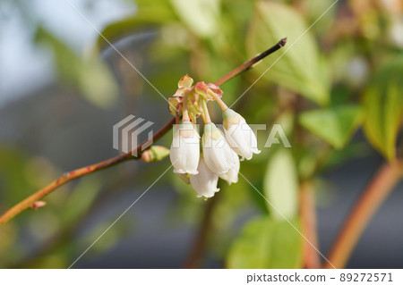 藍莓花 89272571