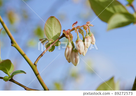 Blueberry flowers 89272573