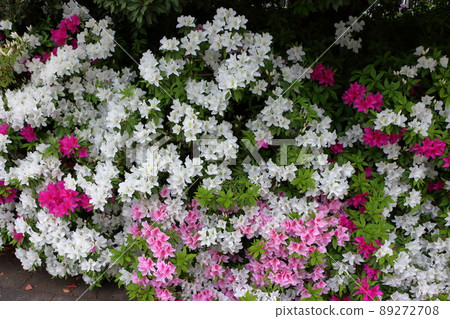 Japanese Azalea, Tsutsuji, flowering bushes in Tokyo with a mixture of colors. 89272708