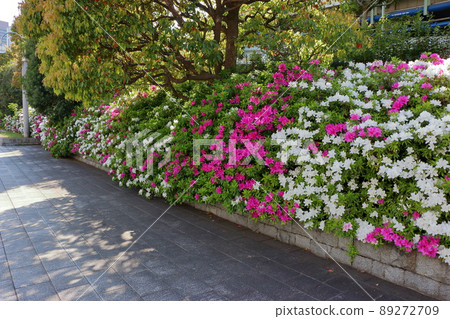 Japanese Azalea, Tsutsuji, flowering bushes in Tokyo with a mixture of colors. Japanese Azalea, Tsutsuji, flowering bushes in Tokyo with a mixture of colors. 89272709