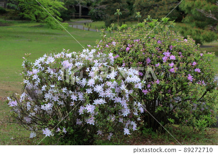 Japanese Azalea, Tsutsuji, flowering bushes in Tokyo with a mixture of colors. Japanese Azalea, Tsutsuji, flowering bushes in Tokyo with a mixture of colors. 89272710