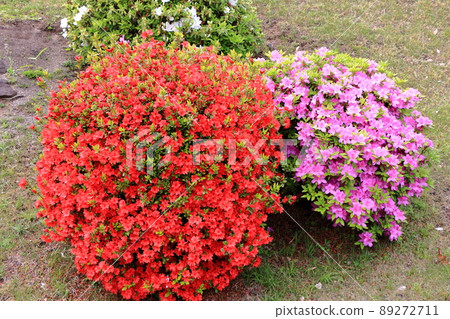 Japanese Azalea, Tsutsuji, flowering bushes in Tokyo with a mixture of colors. 89272711