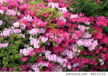 Japanese Azalea, Tsutsuji, flowering bushes in Tokyo with a mixture of colors. Japanese Azalea, Tsutsuji, flowering bushes in Tokyo with a mixture of colors. 89272712