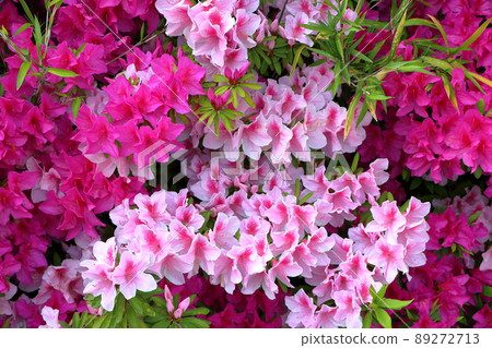 Japanese Azalea, Tsutsuji, flowering bushes in Tokyo with a mixture of colors. Japanese Azalea, Tsutsuji, flowering bushes in Tokyo with a mixture of colors. 89272713