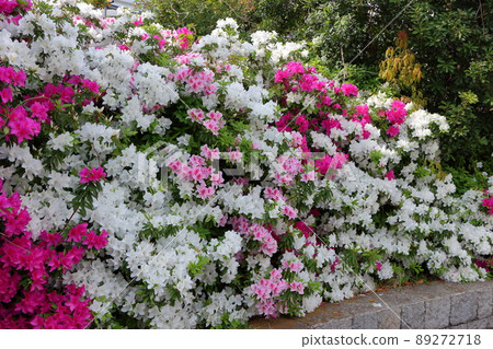 Japanese Azalea, Tsutsuji, flowering bushes in Tokyo with a mixture of colors. Japanese Azalea, Tsutsuji, flowering bushes in Tokyo with a mixture of colors. 89272718