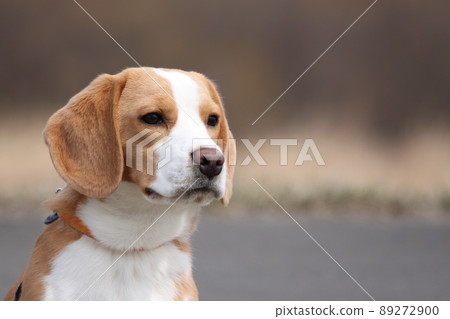 Dog looking far away Dog looking far away 89272900