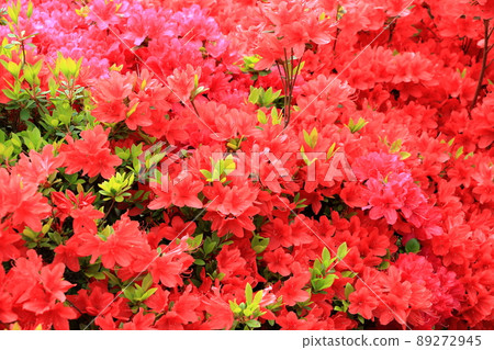 Red colored Japanese Azalea, Tsutsuji, flowering bushes in Tokyo Japan. Red colored Japanese Azalea, Tsutsuji, flowering bushes in Tokyo Japan. 89272945